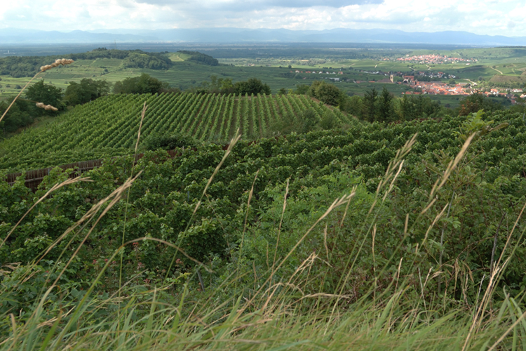 Landschaftsbild