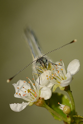 Grünaderweissling