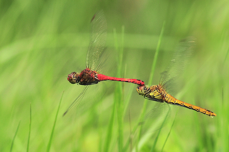 Libelle