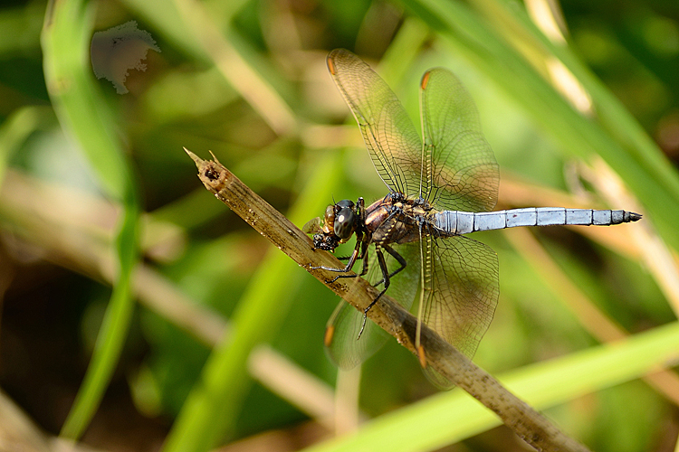 Libelle