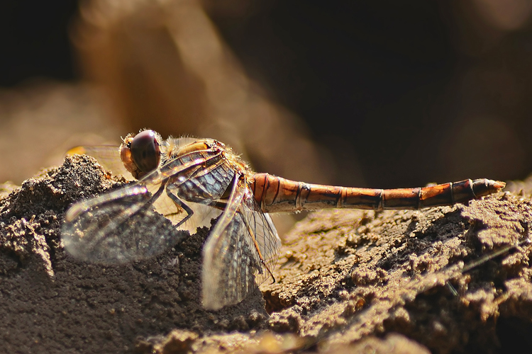 Libelle