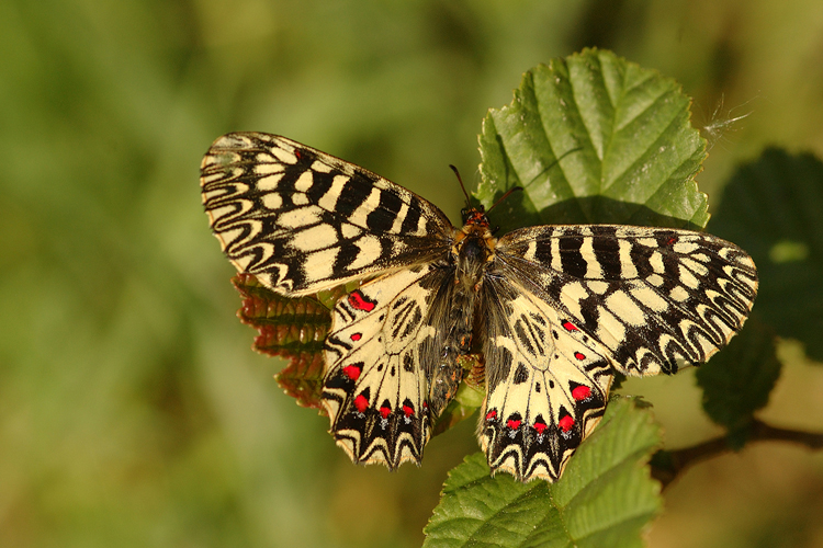 Osterluzeifalter