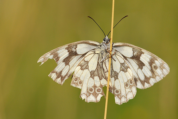 Schachbrettfalter