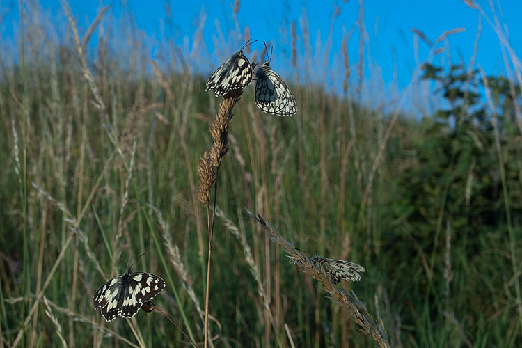 Schachbrettfalter