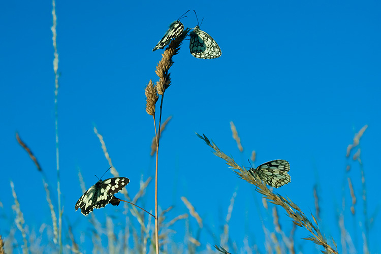 Schachbrettfalter