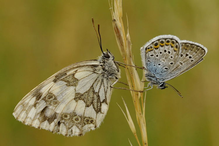 Schachbrettfalter