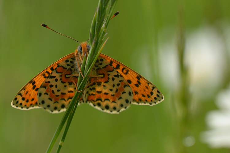 Scheckenfalter