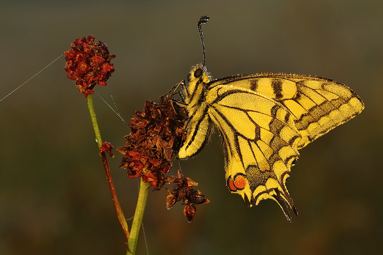 Wassertropfen