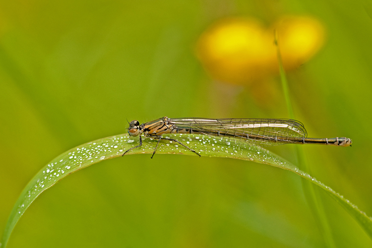 Wassertropfen