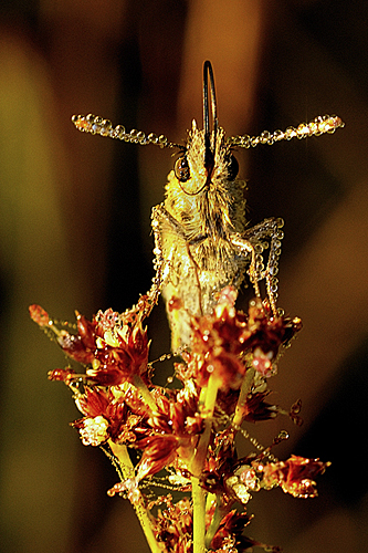 Wassertropfen