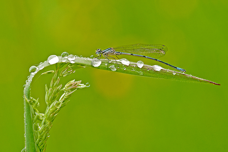 Wassertropfen