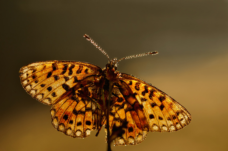 Wassertropfen