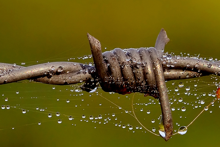 Wassertropfen