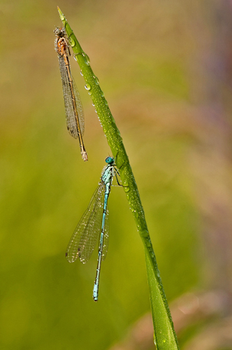 Wassertropfen